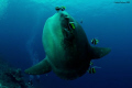   Mola Bali Nusa Penida.First try think was lucky Penida. Penida  